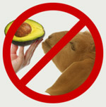 avocados toxic to pets